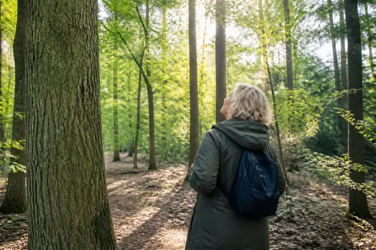 Wetenschap en onderzoek achter bosbaden