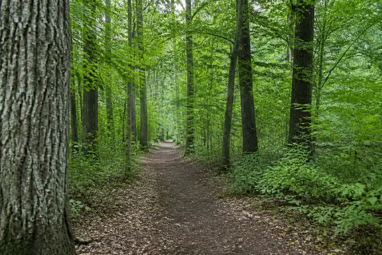 Bosbaden in de Nederlandse natuur